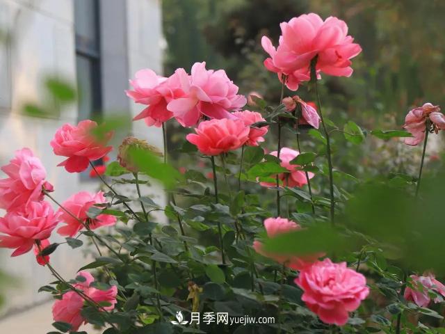 初冬，洛陽(yáng)師范學(xué)院留得月季獨(dú)艷(圖1)