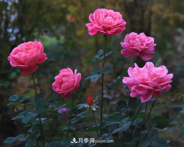 初冬，洛陽(yáng)師范學(xué)院留得月季獨(dú)艷(圖4)