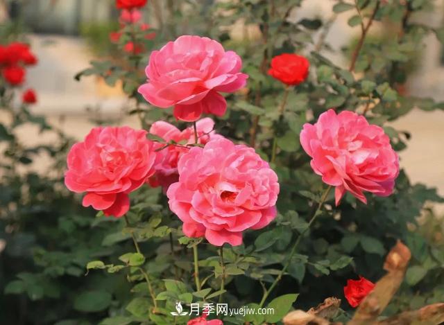 初冬，洛陽(yáng)師范學(xué)院留得月季獨(dú)艷(圖2)