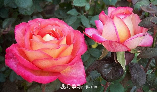 無(wú)水不文章！你平時(shí)的月季澆水方法對(duì)了嗎？(圖1)