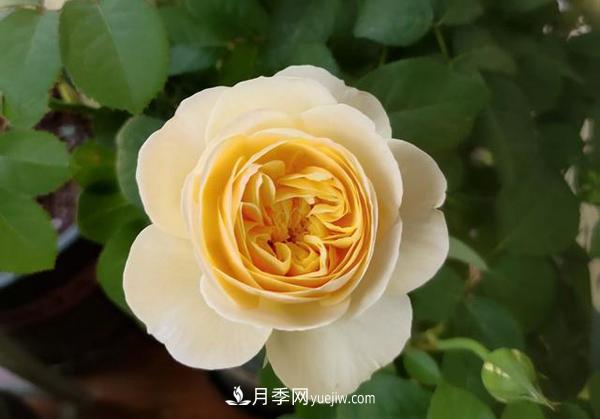 如何讓月季花長(zhǎng)得又矮又壯？(圖1)