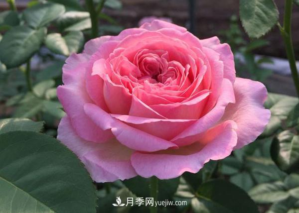 養(yǎng)壯根，才能長(zhǎng)得壯，月季日常養(yǎng)護(hù)技巧(圖1)