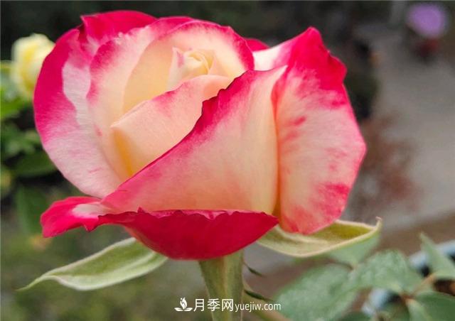 月季玫瑰香味大匯總，混合味、茶香味、果香味，總有一款是你的(圖3)