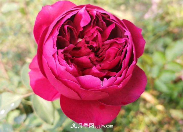 月季玫瑰香味大匯總，混合味、茶香味、果香味，總有一款是你的(圖2)