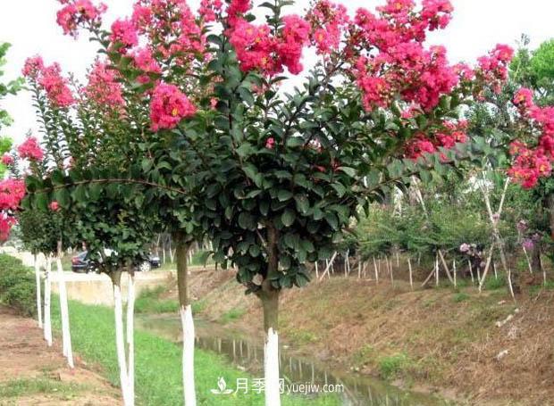 南陽苗木基地，紫薇綠化苗怎么修剪？(圖1)