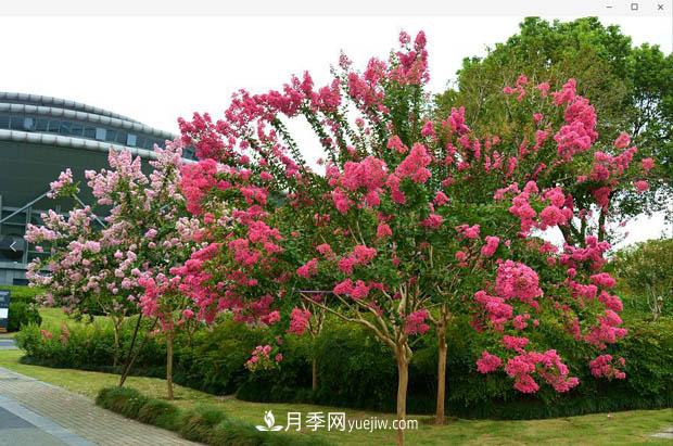 南陽苗木基地，紫薇綠化苗怎么修剪？(圖2)