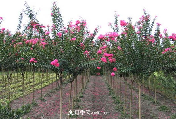 南陽苗木基地，紫薇綠化苗怎么修剪？(圖3)