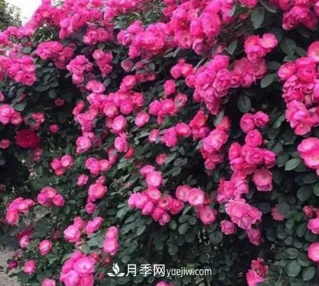 不用糾結(jié)藤本月季開花量少，你還沒試試這三個(gè)小型藤本月季(圖3)