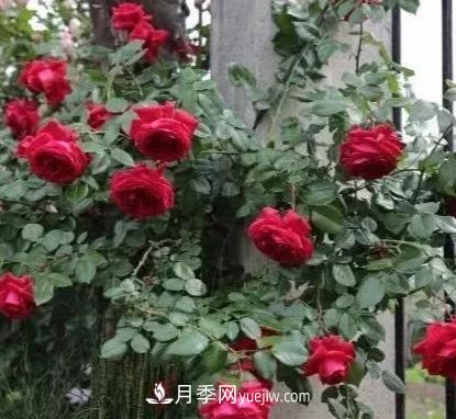 不用糾結(jié)藤本月季開花量少，你還沒試試這三個(gè)小型藤本月季(圖1)