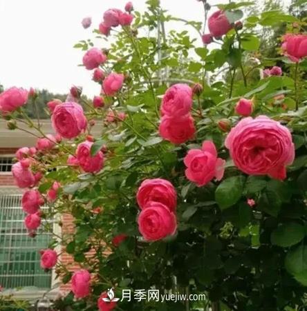 不用糾結(jié)藤本月季開花量少，你還沒試試這三個(gè)小型藤本月季(圖2)