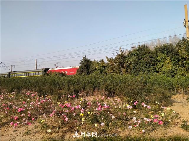 漯河月季：初冬的月季傲嬌如春！(圖1)