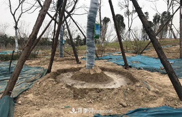 園林人有疑惑，苗木移植之后是先搭支撐還是先澆水？(圖1)