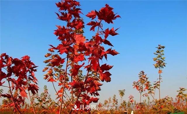 美國紅楓，南陽苗木人為什么要挺這個(gè)樹種？(圖2)