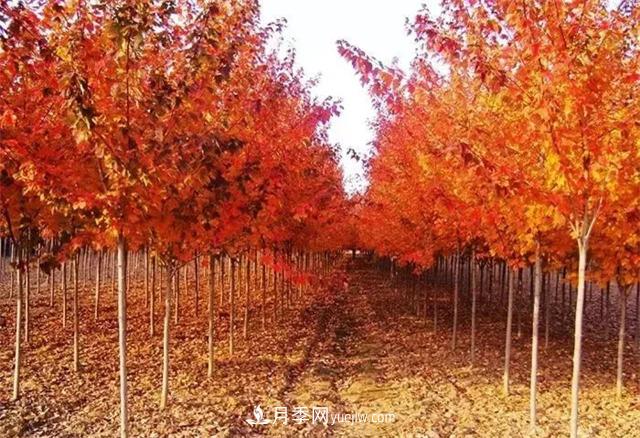 美國紅楓，南陽苗木人為什么要挺這個(gè)樹種？(圖1)