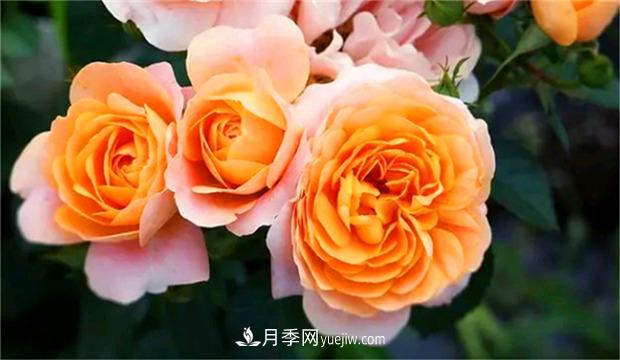 3個***不容錯過的月季品種，顏值高香氣濃，養(yǎng)護簡單開花多(圖1)