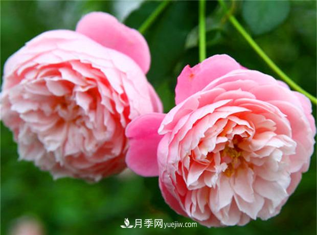 3個***不容錯過的月季品種，顏值高香氣濃，養(yǎng)護簡單開花多(圖3)
