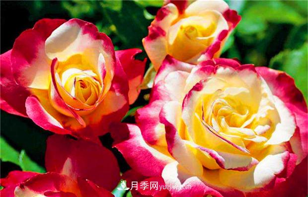 3個***不容錯過的月季品種，顏值高香氣濃，養(yǎng)護簡單開花多(圖2)