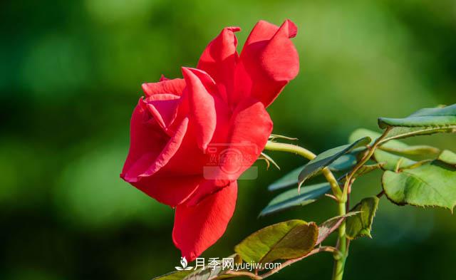 行行攝攝，發(fā)現(xiàn)月季花迷人的美艷，熟悉的花朵格外動人(圖2)