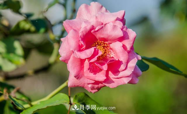 行行攝攝，發(fā)現(xiàn)月季花迷人的美艷，熟悉的花朵格外動人(圖1)
