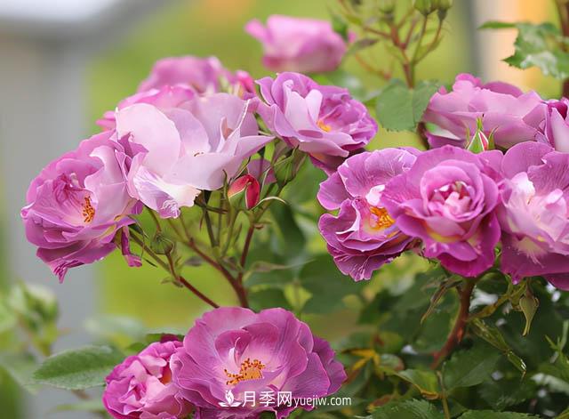 這款藍(lán)色系月季，花量超多，四季都開花，你想不到(圖1)