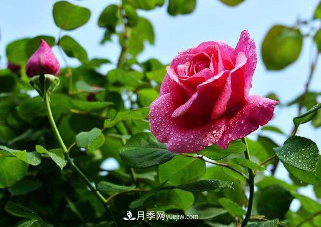 一棵月季樹，生長了二十年，超出你的想象(圖1)