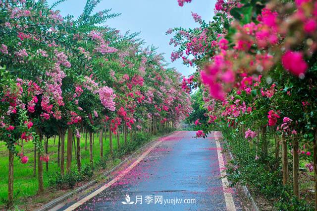 紫薇樹上常見的白粉病，應(yīng)該怎么防治？(圖1)