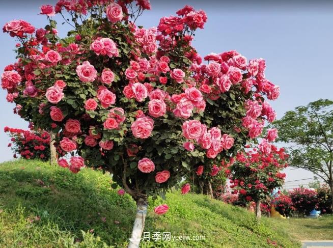種了棵月季樹，花開幾十朵，個個比碗大，鄰居天天惦記(圖2)