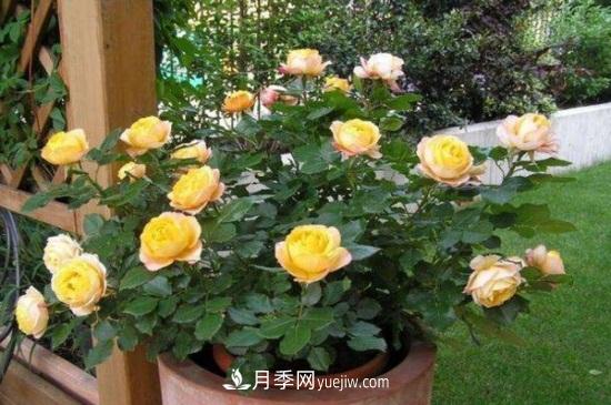 月季花長蚜蟲怎么辦？5個治療方法輕松解決(圖1)