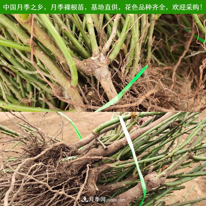 月季裸根苗，2020南陽月季裸根苗大量出貨中(圖1)