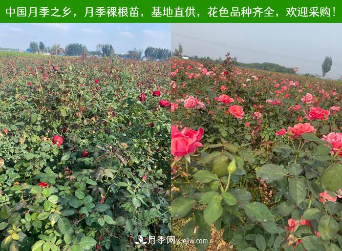 月季裸根苗，2020南陽月季裸根苗大量出貨中(圖3)
