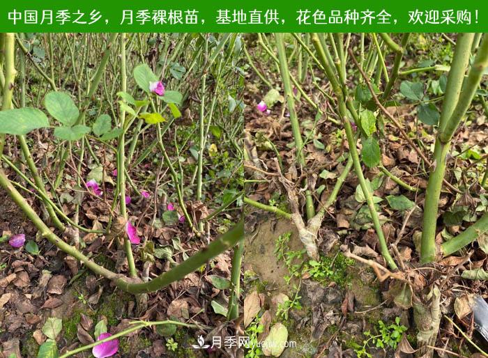 月季裸根苗，2020南陽月季裸根苗大量出貨中(圖2)