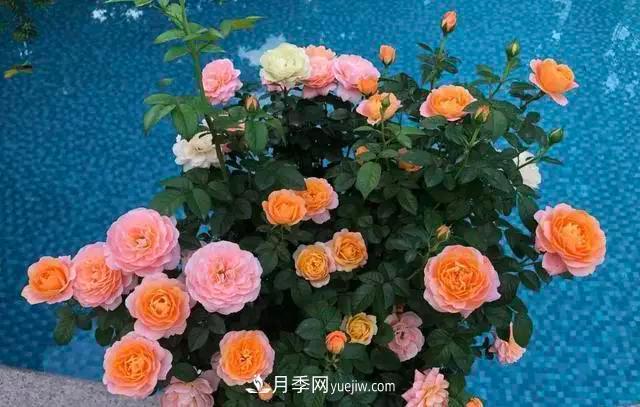 讓月季“秋花”多？學(xué)會正確“追肥”的方法，事半功倍(圖1)