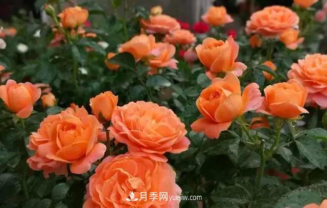 讓月季“秋花”多？學(xué)會正確“追肥”的方法，事半功倍(圖3)