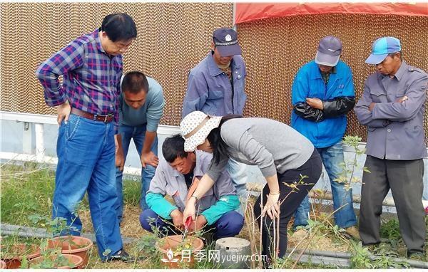 上海崇明舉辦月季繁殖栽培及冬季養(yǎng)護技術(shù)培訓(xùn)(圖2)