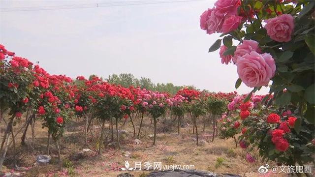 肥西縣三河鎮(zhèn)百畝樹狀月季園：花開正艷，產(chǎn)業(yè)增收(圖2)
