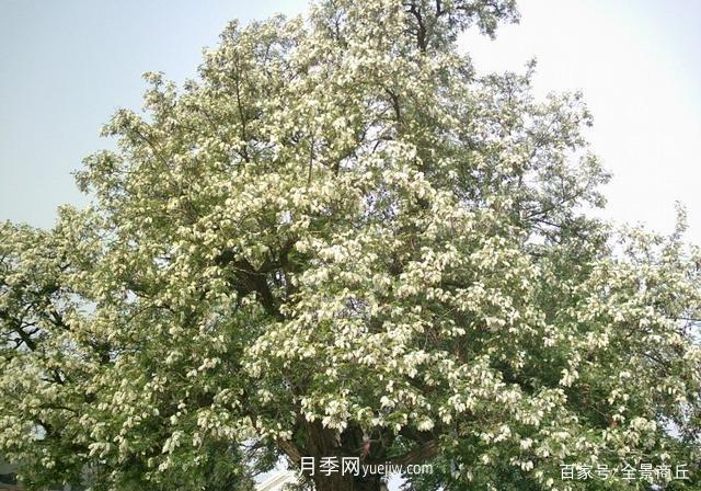 商丘的“市花”和“市樹”是什么，你能想到了(圖4)