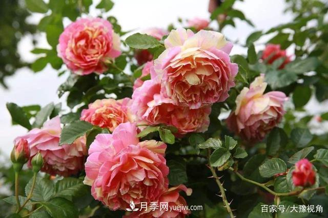 河南省各市市花，洛陽牡丹***出名，月季***受歡迎(圖1)
