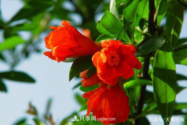 河南省各市市花，洛陽牡丹***出名，月季***受歡迎(圖3)