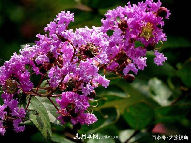 河南省各市市花，洛陽牡丹***出名，月季***受歡迎(圖4)