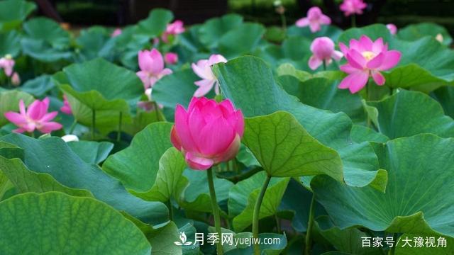 河南省各市市花，洛陽牡丹***出名，月季***受歡迎(圖5)