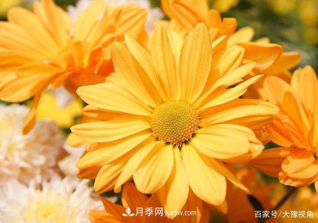 河南省各市市花，洛陽牡丹***出名，月季***受歡迎(圖2)