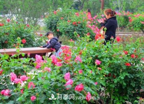 平頂山白龜湖公園20萬株月季含苞待放 五一進入盛花期(圖1)