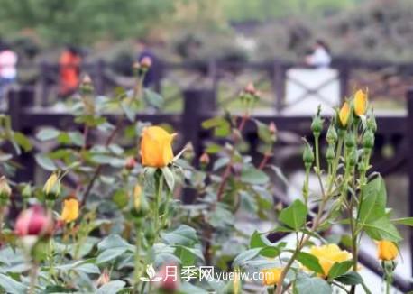 平頂山白龜湖公園20萬株月季含苞待放 五一進入盛花期(圖2)