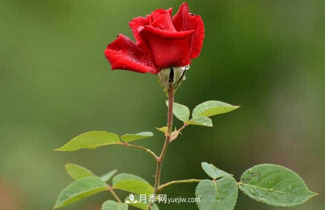 南陽(yáng)月季花多少錢(qián)一株？(圖2)