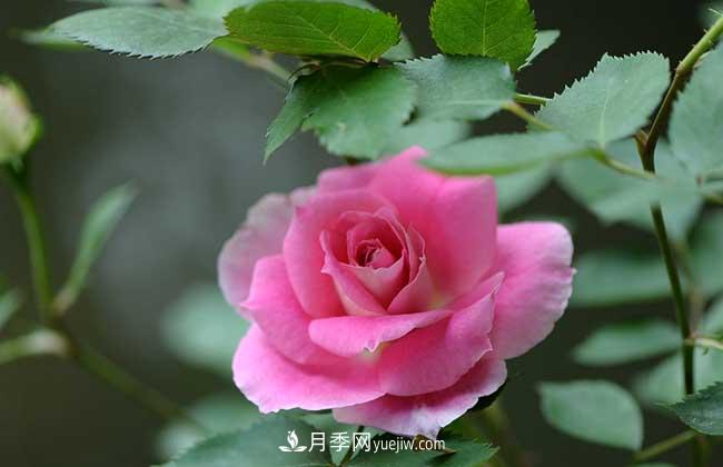 南陽(yáng)月季花多少錢(qián)一株？(圖1)