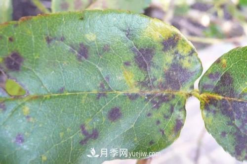 不用農(nóng)藥，食醋治月季黑斑病方法(圖1)