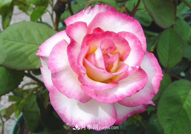月季澆水，澆根還是澆葉？(圖1)