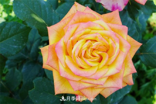 西安的春天，西部芳香園盛開的月季花(圖4)