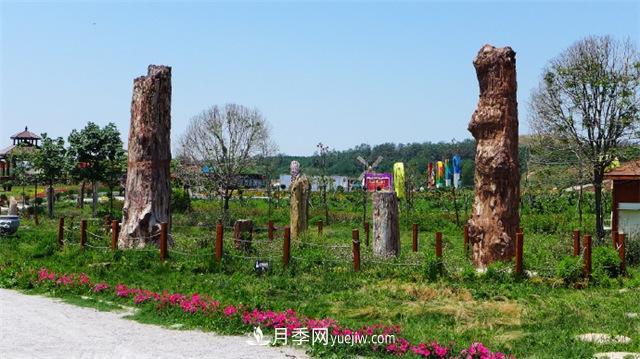 西安的春天，西部芳香園盛開的月季花(圖3)