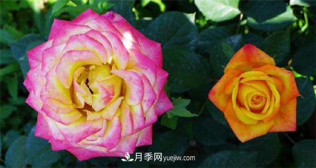 西安的春天，西部芳香園盛開的月季花(圖1)